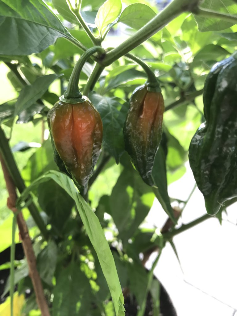 Bhut Jolokia