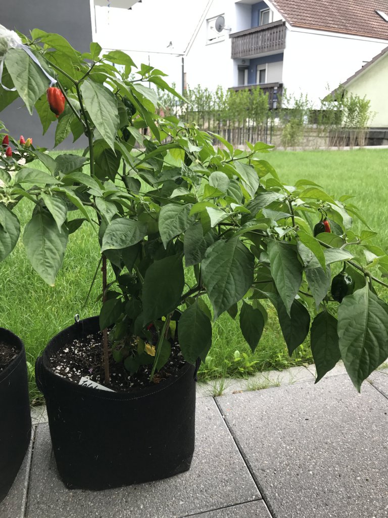 Bhut Jolokia