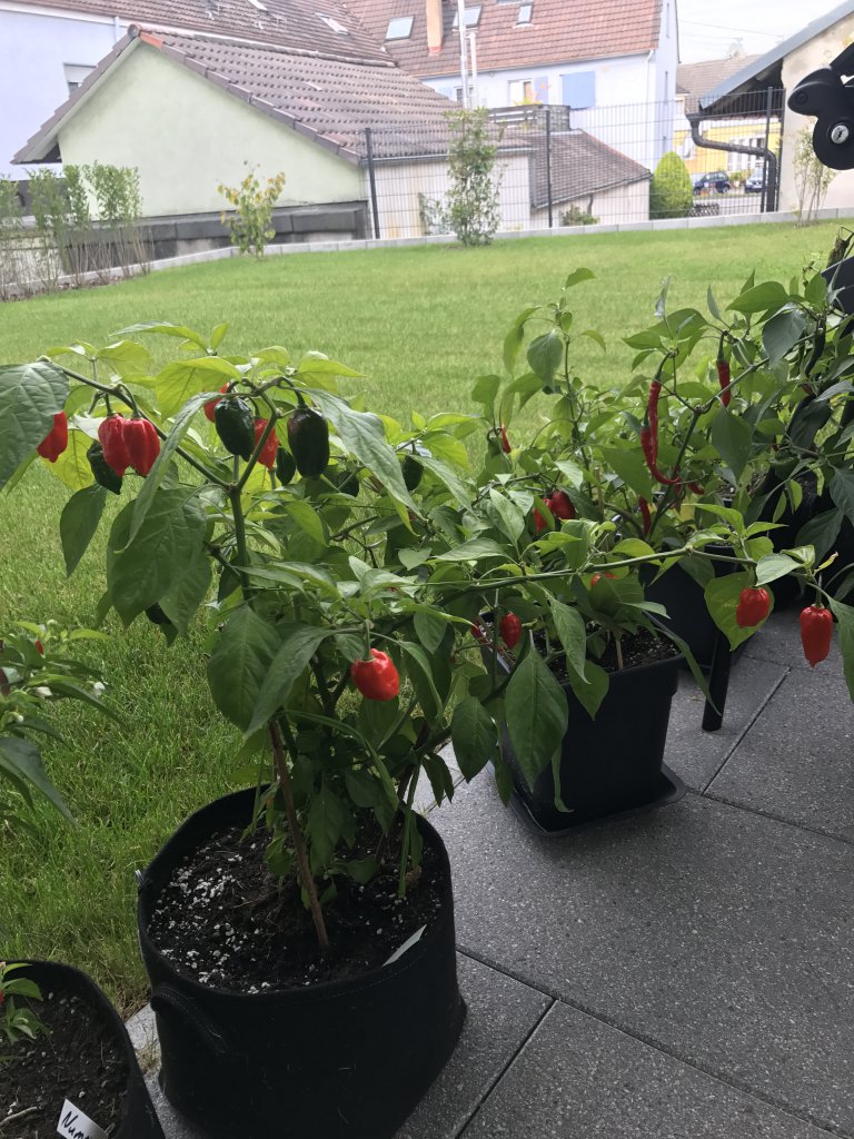 Bhut Jolokia