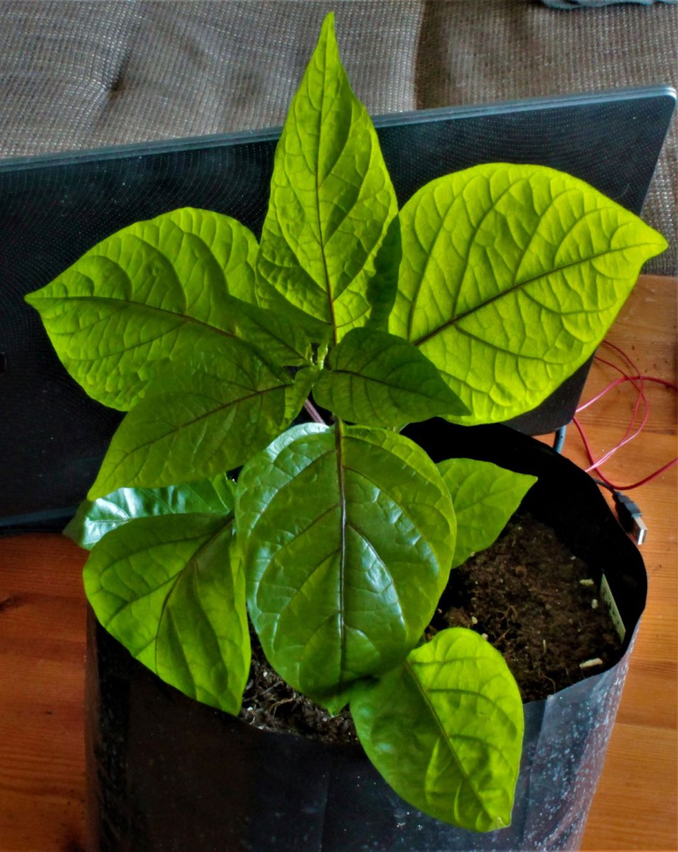 Bhut Jolokia