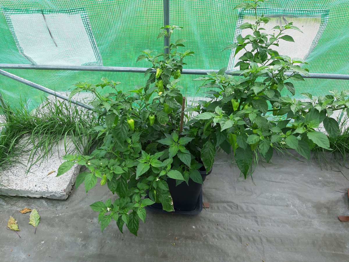 Bhut Jolokia1 9.7.