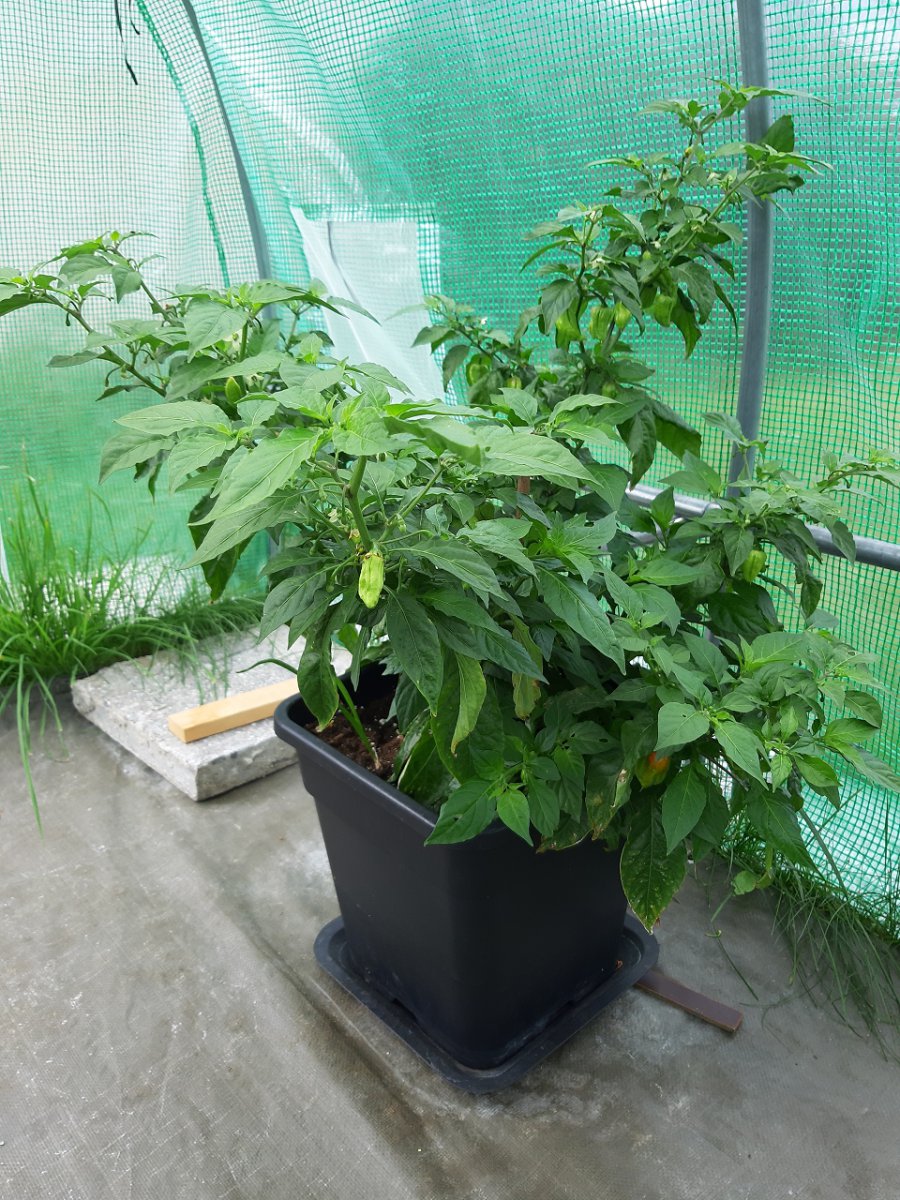 Bhut Jolokia2 9.7.