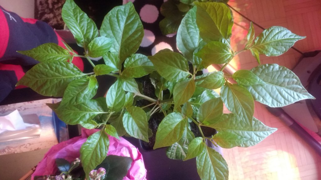 Bhut oder 7Pot