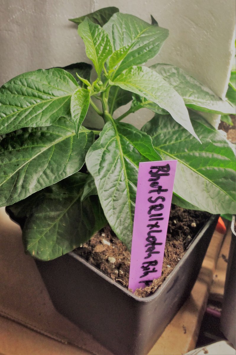 Bhut Strain ll xLotah Bih F3