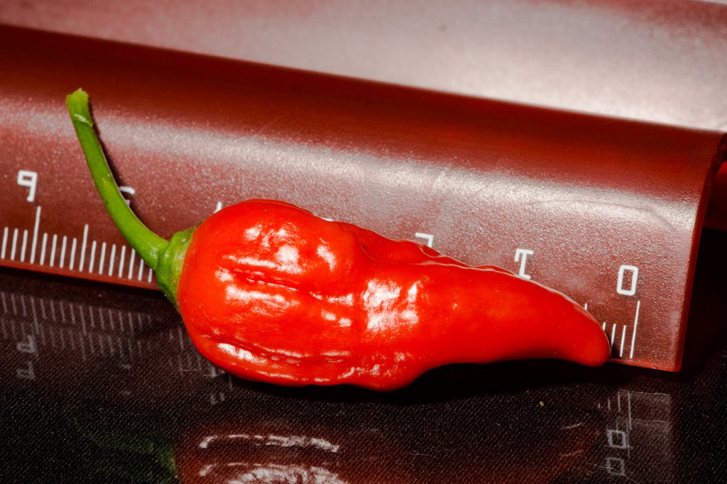 Bhut_Jolokia_Red_Frucht2