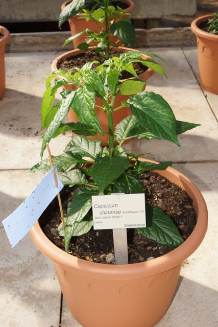 Bhut_Jolokia_Strain1.JPG