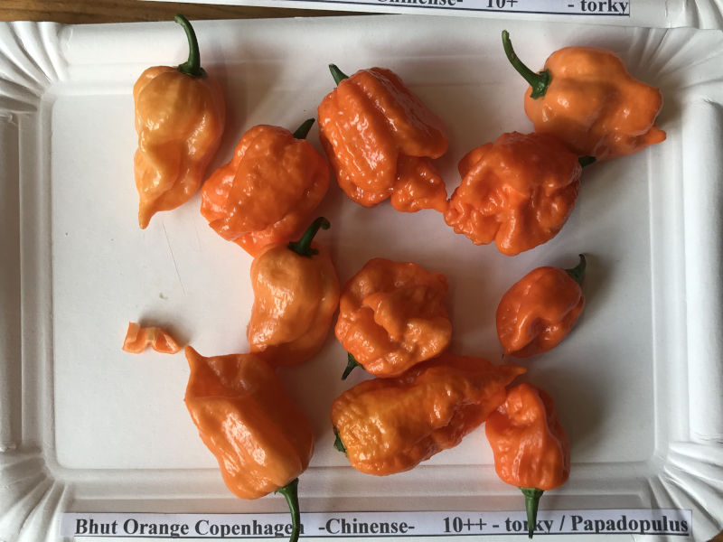 Bhut_Orange_Copenhagen