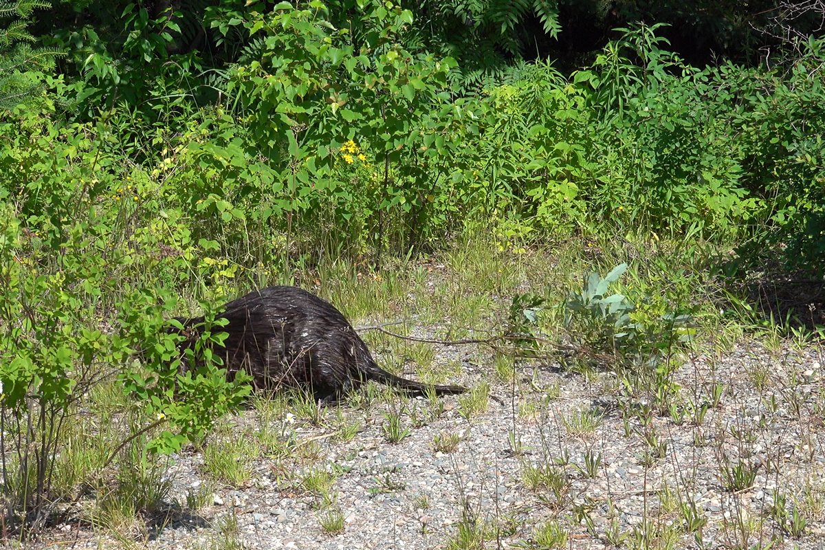 Biber mit Baum