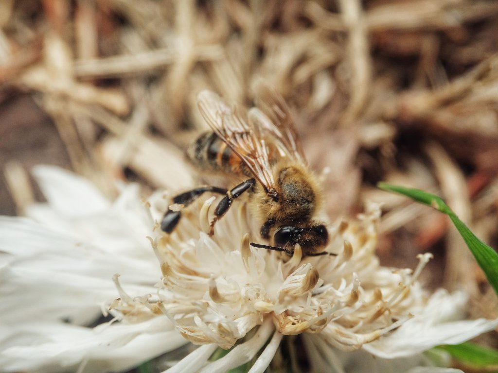 Biene auf Kornblume