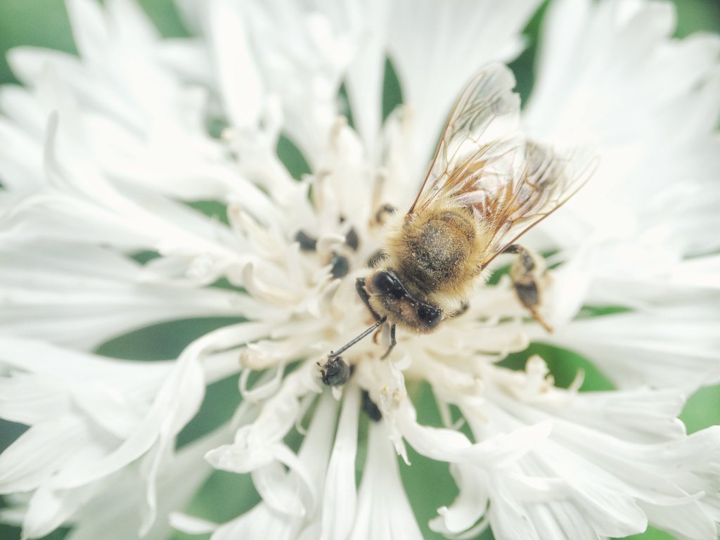 Biene auf Kornblume