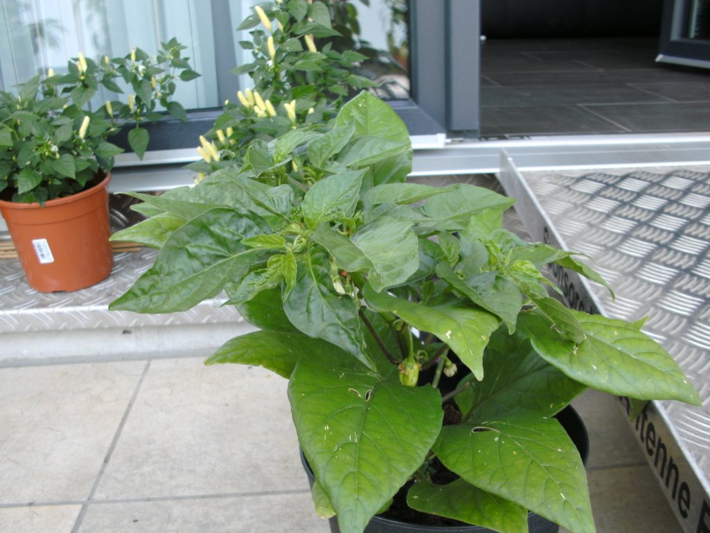 BILD0016