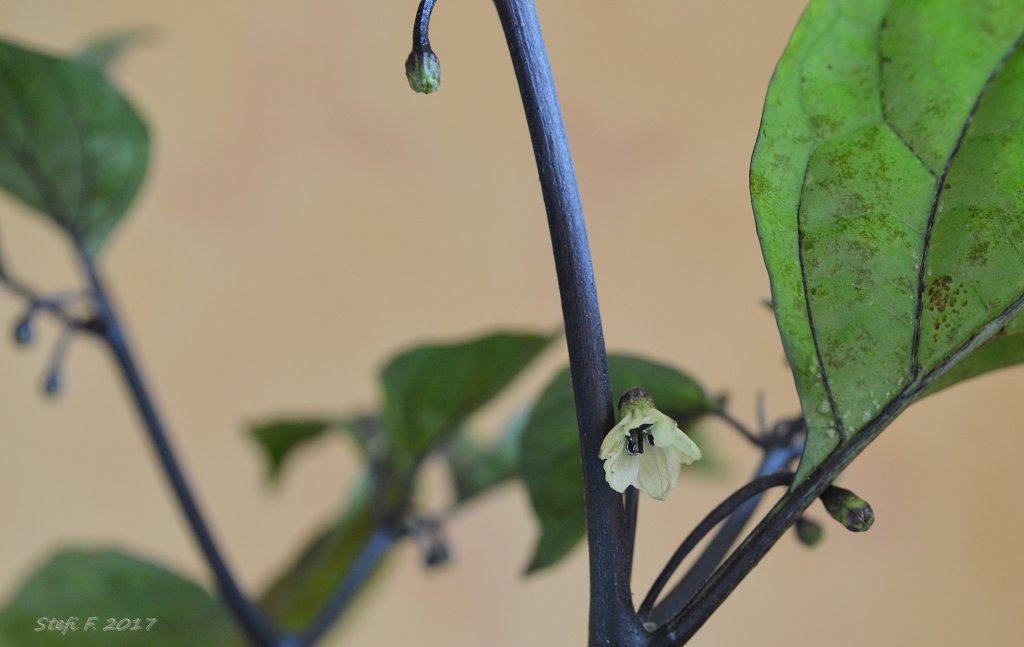 Black Bhut Blüte