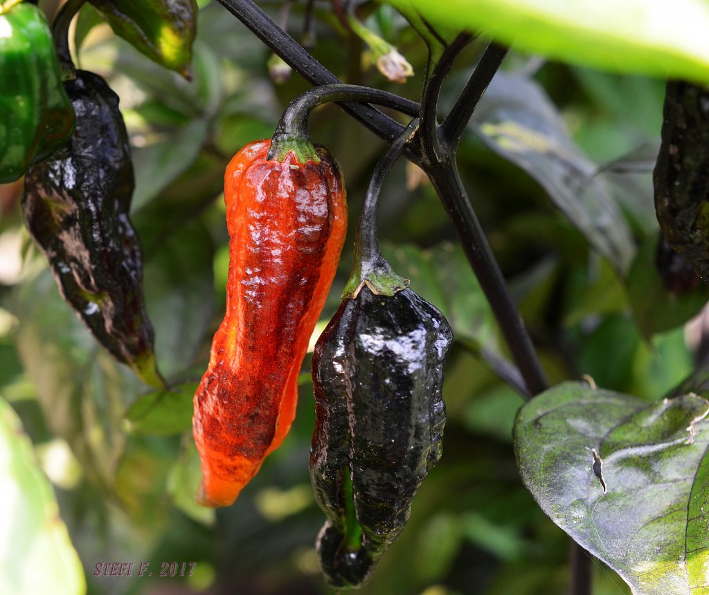 Black Bhut in rot