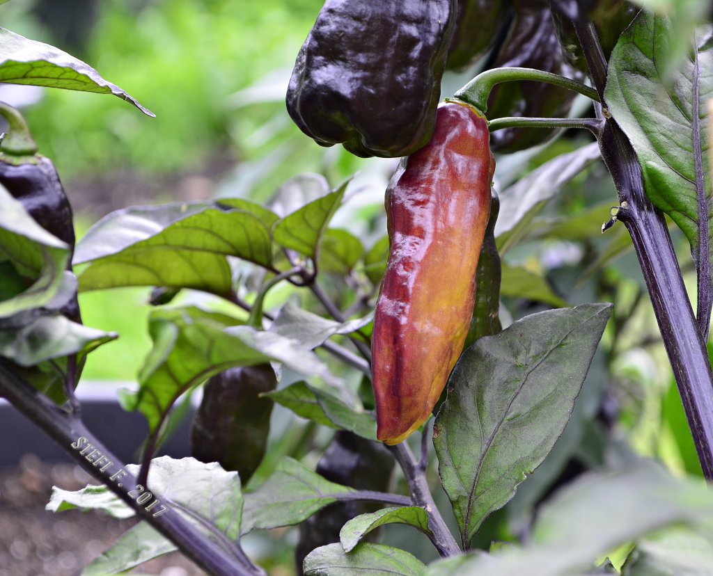 Black Bhut wird gelb