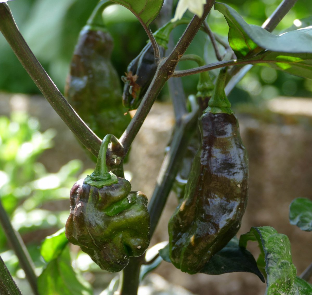 Black Bhut Yellow, 16.07.19