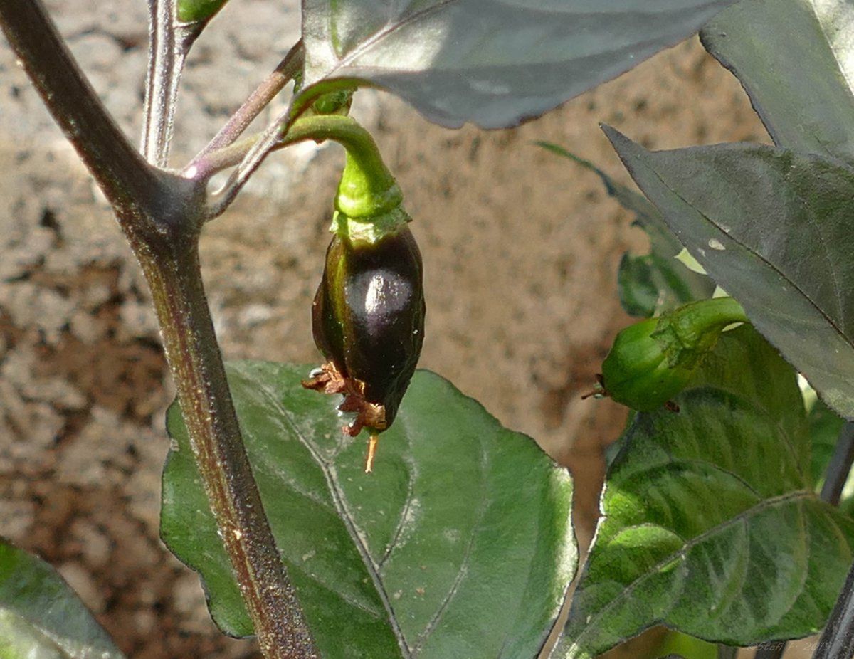 Black Bhut Yellow, 16.07.19