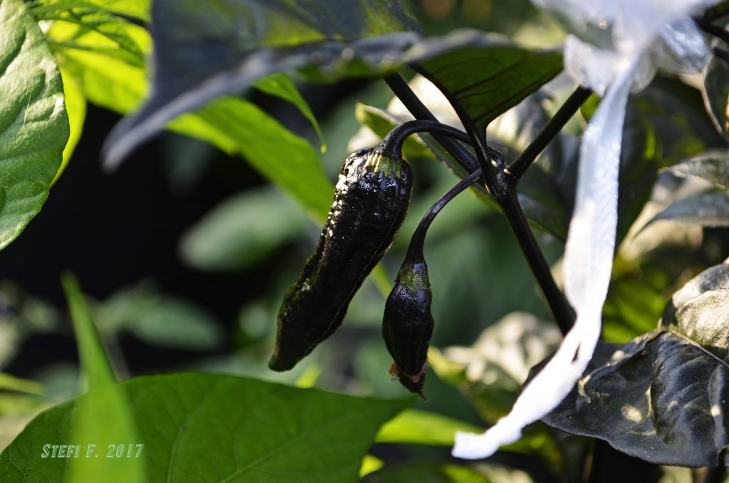 Black Bhut