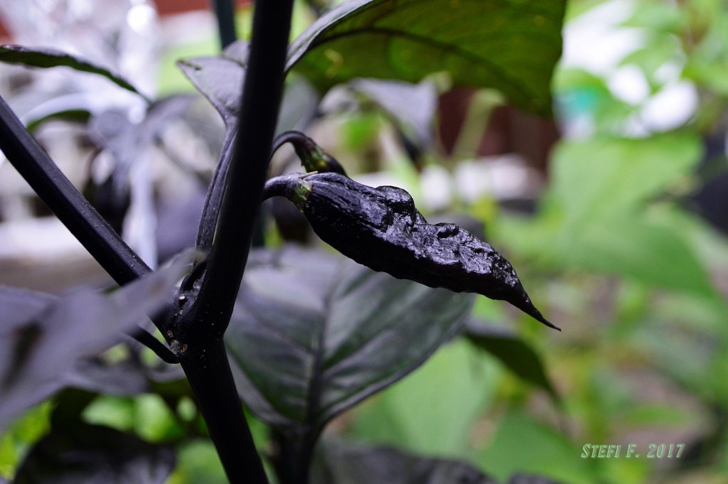 Black Bhut