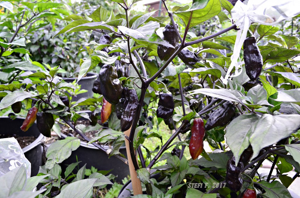 Black Bhut