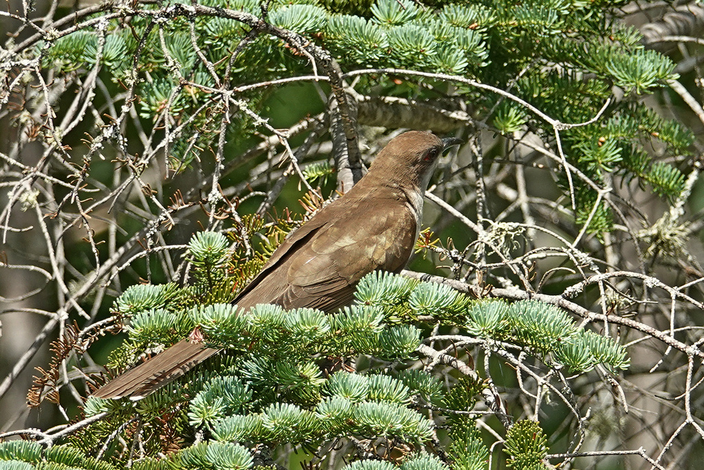 Black-billed Cuckoo / Schwarzschnabelkuckuck