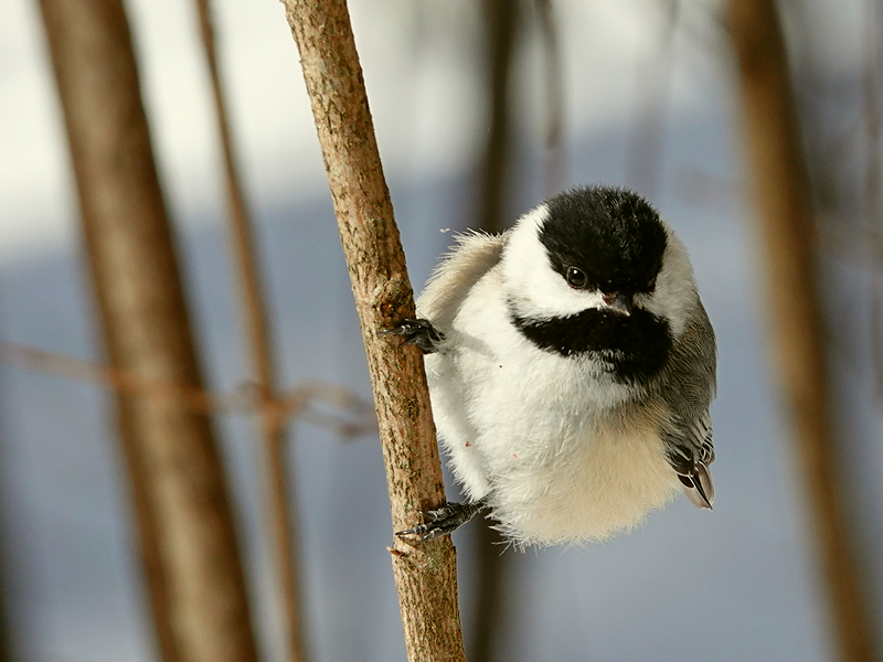 Black-capped chickadee