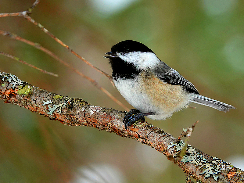 Black-capped chickadee