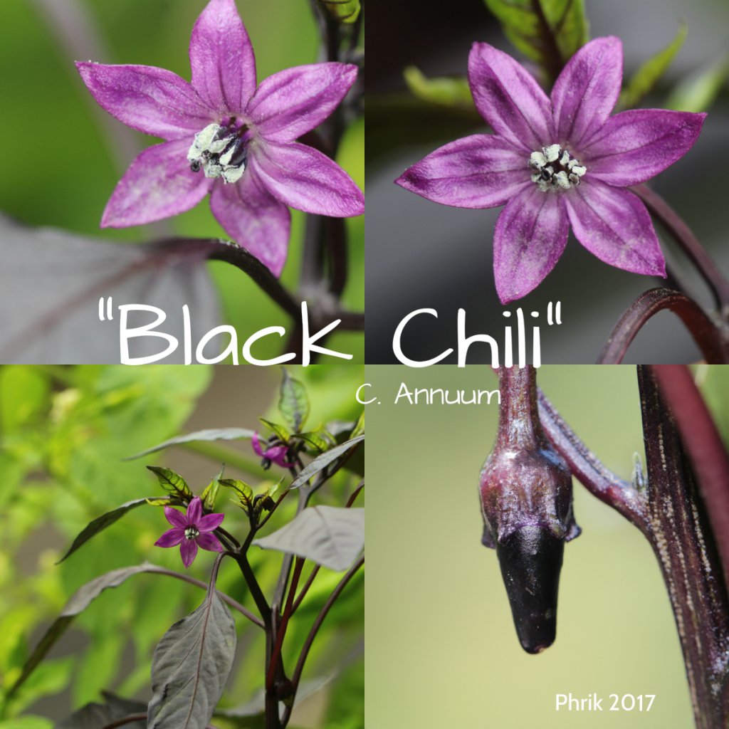 Black Chili