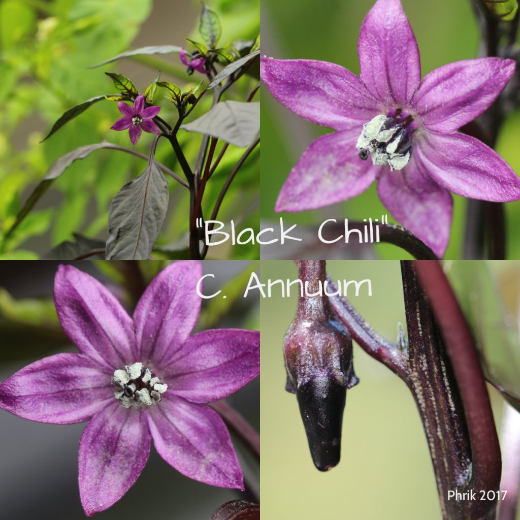 Black Chili