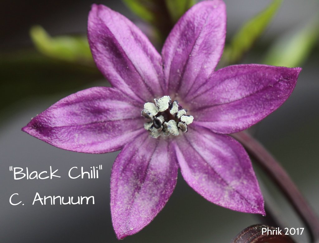 Black Chili