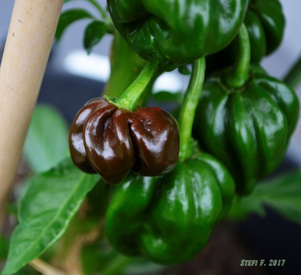 Black Habanero