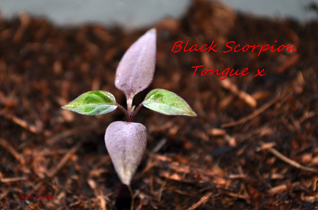 Black Scorpion Tongue x