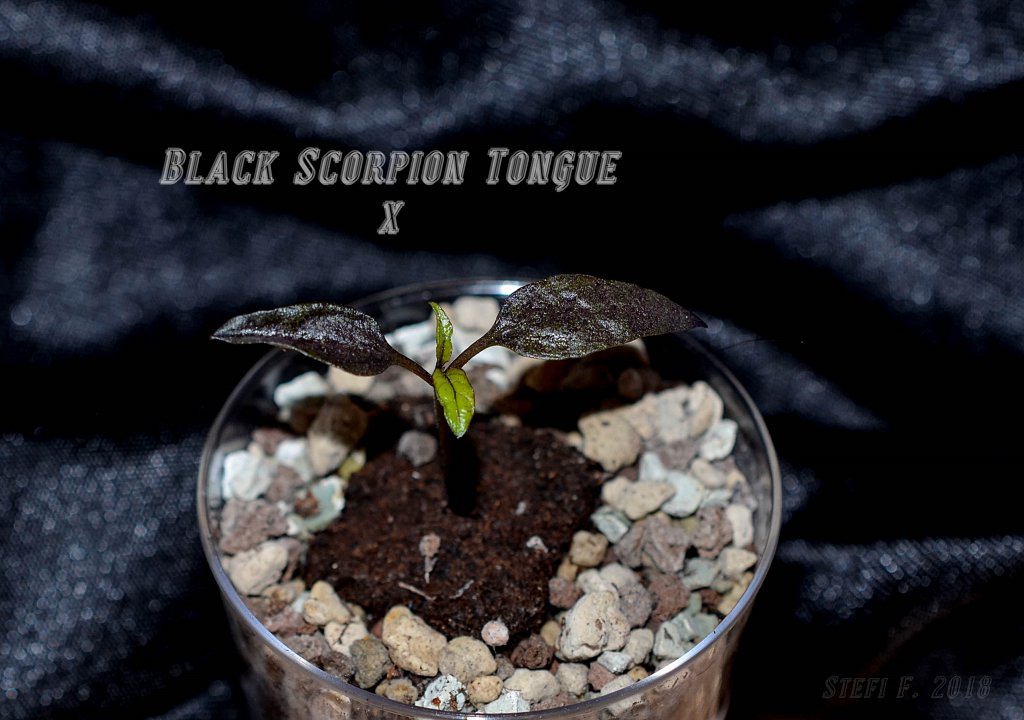 Black Scorpion Tongue x