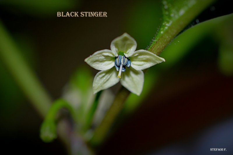 Black Stinger