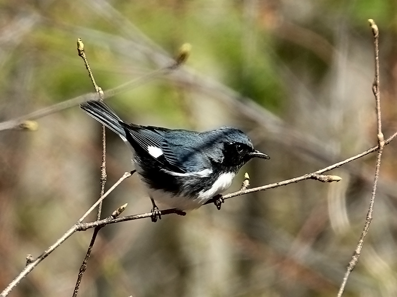 Black-throated blue warbler / Blaurückenwaldsänger