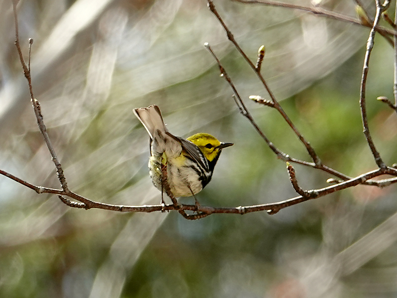 Black-throated green warbler / Grünwaldsänger