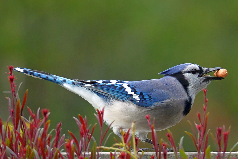 Blue Jay / Blauhäher