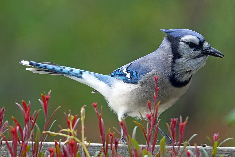 Blue Jay / Blauhäher