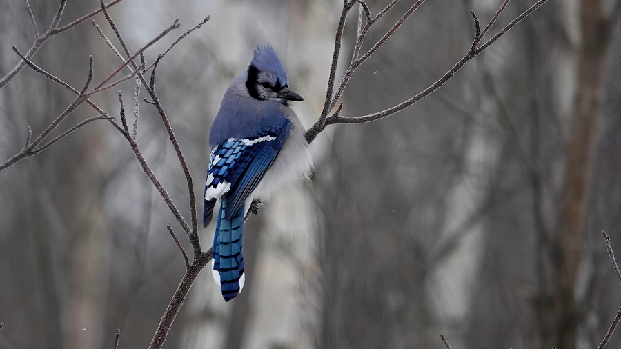 Blue Jay im Frost