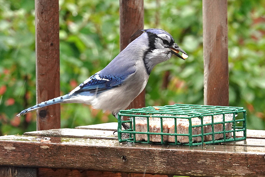 Blue Jay