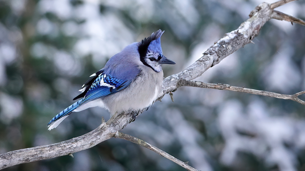 Blue Jay