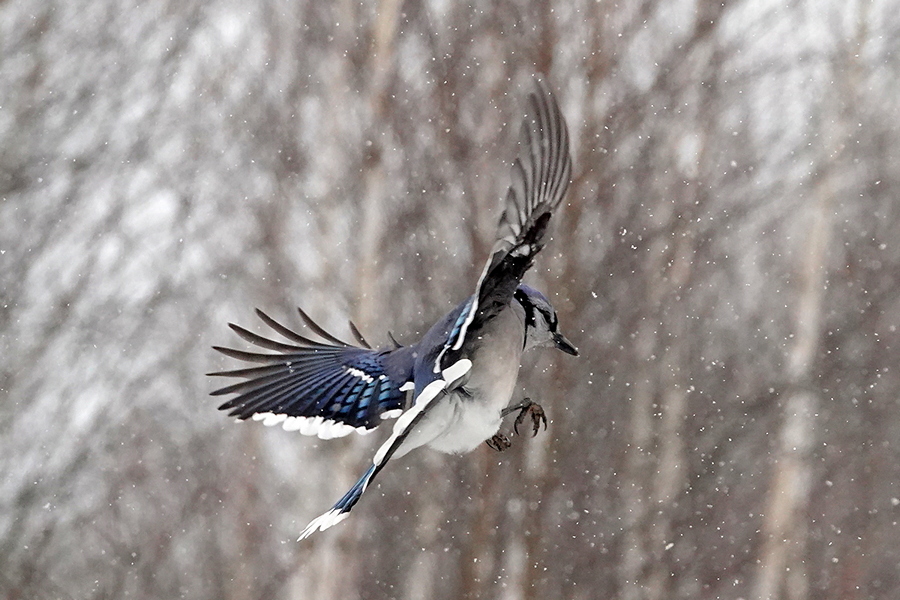 BlueJay