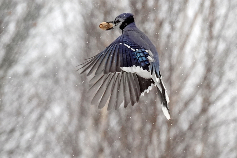 BlueJay