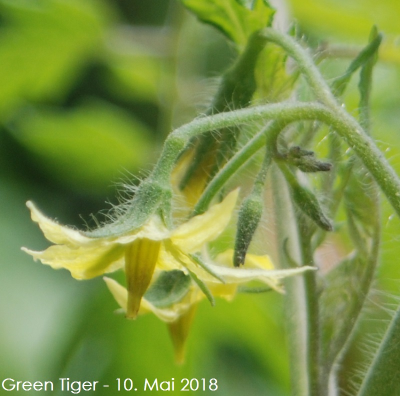 Blüte Green Tiger