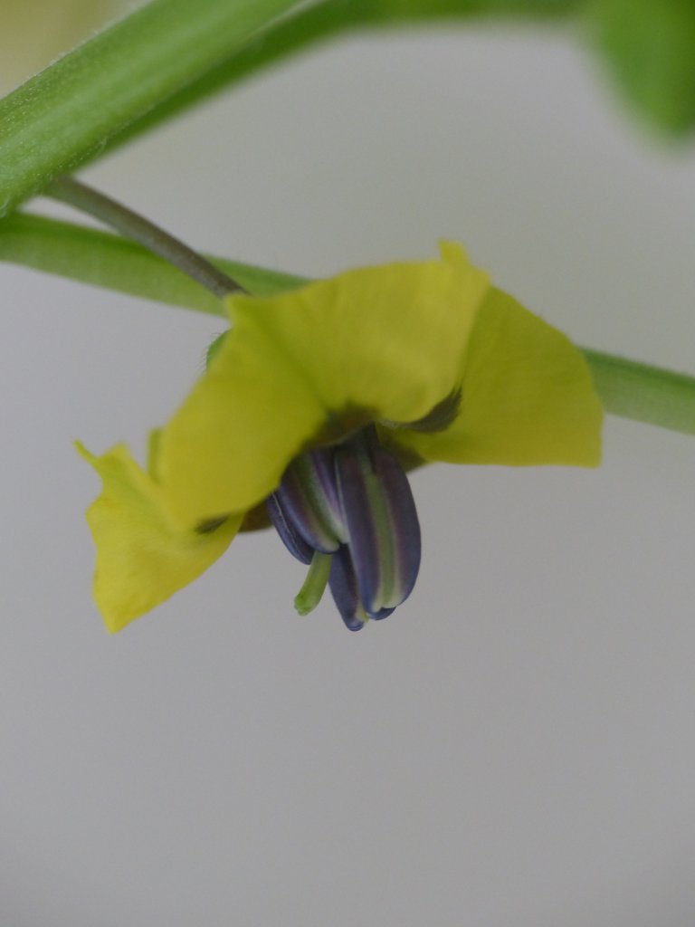 Blüte ixiocarpa