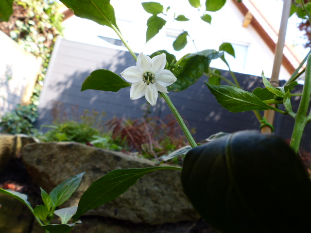 Blüte der Cumra Cherry