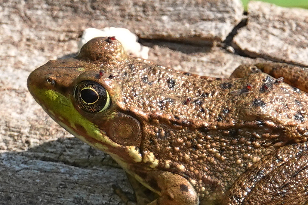 Blutsauger auf Frosch