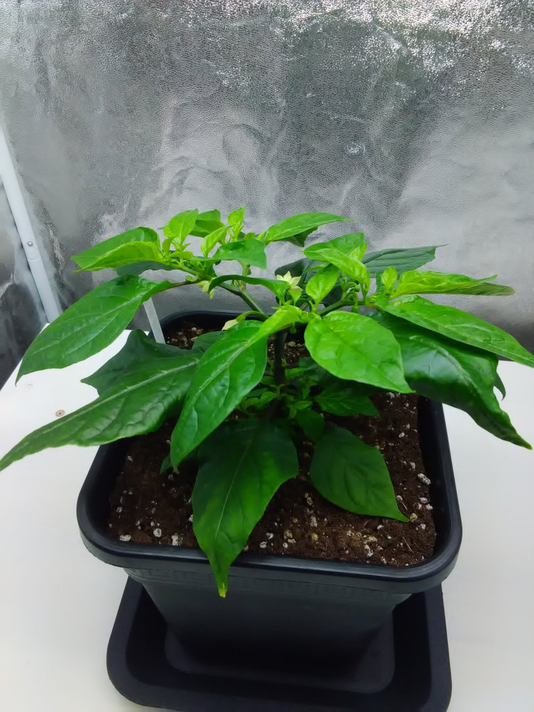 BOC 1.3