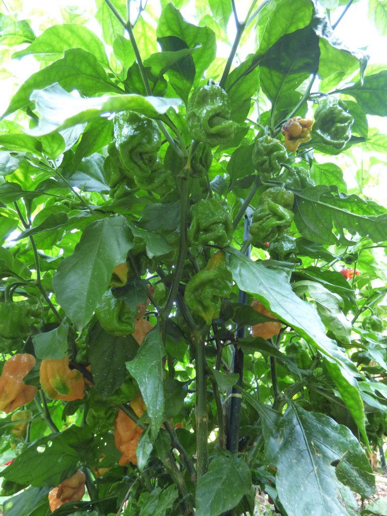 BOC (Bhut Orange Copenhagen)