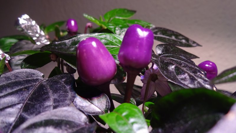 Bolivian_Rainbow_Beeren_2