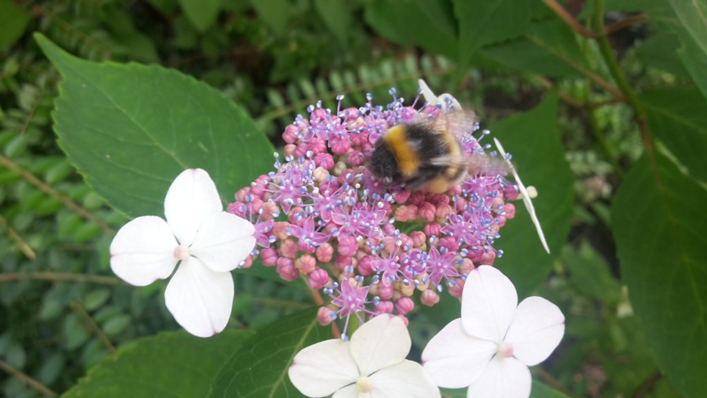 Bombus Terrestris